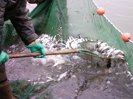 2012 - Abfischen