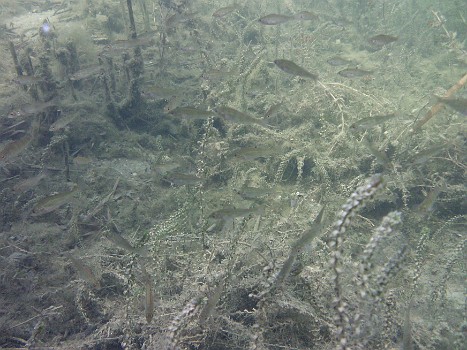 2011 - Unterwasseraufnahmen vom Stadtweiher