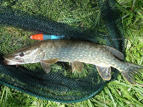 2008 - Maifischen an der Goldau